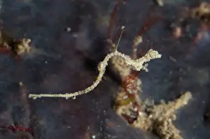 Pipefish: Thread Pipefish - free-swimming with extended fin