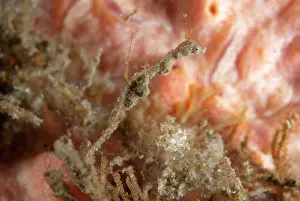 Retreat: Thread Pipefish hanging onto coral