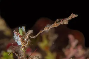 Pipefish: Thread Pipefish and Pontoh's Pygmy Seahorse