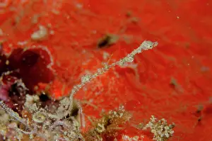 Pipefish: Thread Pipefish - Weda, Halmahera, North Maluku