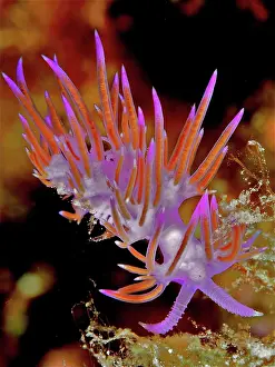Slug: Thread snail (Flabellina affinis). Dive site Marine