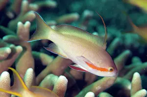 Anthias: Threadfin Anthias