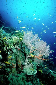 Cephalopholis: Threadfin anthias and Blue-spotted rock cod (Cephalopholis