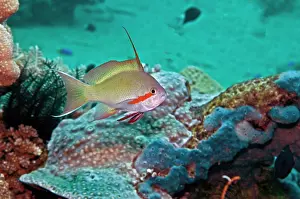 Anthias: Threadfin Anthias - male
