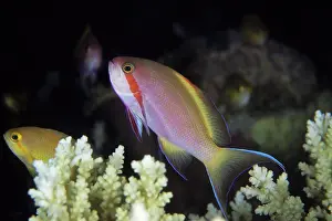 Pseudanthias: Threadfin Anthias, Pseudanthias huchti, Walindi, West New Br