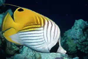 Chaetodon: Threadfin BUTTERFLY FISH