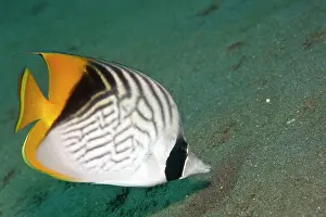 Chaetodon: Threadfin Butterflyfish