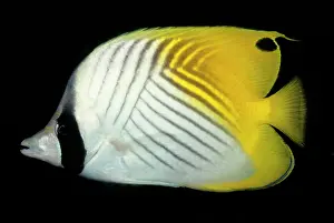 Chaetodon: Threadfin Butterflyfish - Tropical Indo pacific