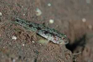 Goby: Threadfin Emperorgoby by hole