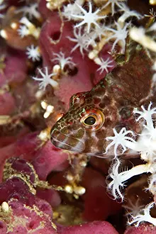 Hawkfish: Threadfin Hawkfish