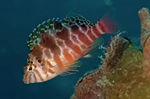 Hawkfish: Threadfin Hawkfish Aer Bajo dive site, Lembeh Straits