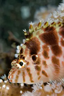 Weird: Threadfin Hawkfish with tufts