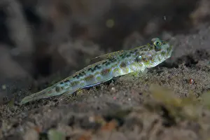 Stripe: Threadfin Mudgoby