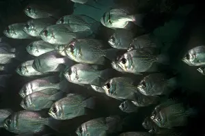 Threadfin: Threadfin Pearl Perch