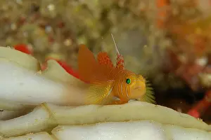 Stripe: Threadfin Reefgoby