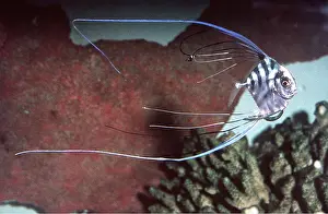 Snapper: THREADFIN SNAPPER