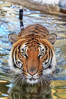 Malaysia: A threatening Malayan tiger