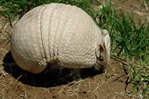 Tolypeutes: Three-banded ARMADILLO