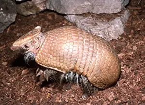Armadillos: Three-banded Armadillo