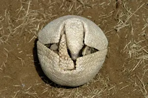 Tolypeutes: Three-banded ARMADILLO - Beginning to unfold from curled up