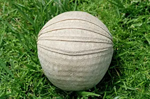 Puzzle: Three-banded ARMADILLO - curled up in protective position