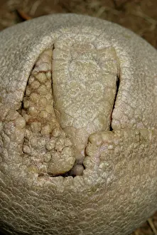 Puzzle: Three-banded ARMADILLO - curled up in protective position