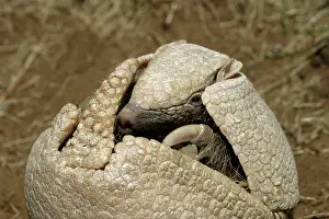 Tolypeutes: Three-banded ARMADILLO - opening up from protective position