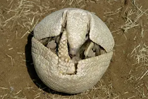 Tolypeutes: Three-banded ARMADILLO - opening up from protective position