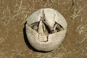 Opening: Three-banded ARMADILLO - opening up from protective position