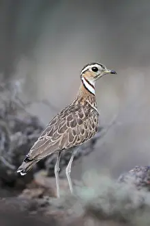 Baringo: Three-banded Courser (Rhinoptilus cinctus) on ground