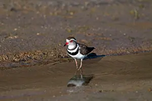 Plovers: Three-banded Plover - at edge of water