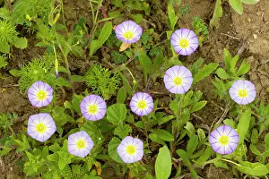 Convolvulus: Three-coloured Bindweed - in flower