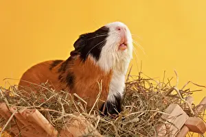 Multi: Three-coloured guinea pig on a hay rack