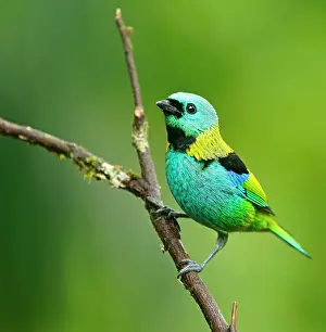 Paulo: Three-coloured Tanager (Tangara seledon) sits on