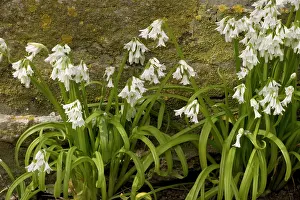 Leeks: Three-cornered leek