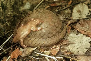 Manis: Three-cusped / Tree / White-bellied Pangolin -