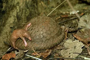 Manis: Three-cusped / Tree / White-bellied Pangolin -