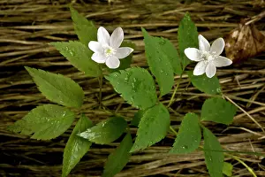Beechwoods: Three-leaved anemone - alpine beechwoods