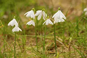 Snowflakes: Three-leaved Snowflake