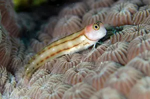 Colonial: Three-lined Blenny