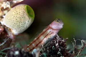 Line: Three-lined Blenny