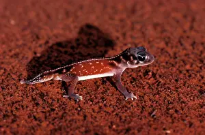 Nephrurus: Three-lined knob-tail gecko