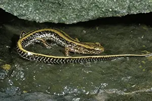 Eurycea: Three-Lined Salamander