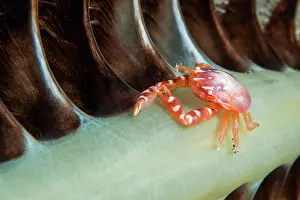 Porcelain: Three-Lobed Porcelain Crab (Porcellanella triloba)
