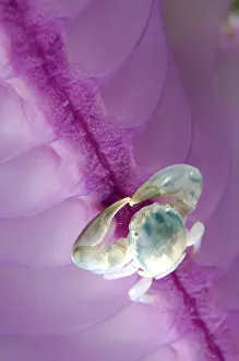 Komodo: Three-lobed Porcelain Crab on Slender Sea Pen