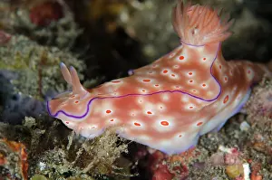 Nudibranches: Three-lobed T-Bar Nudibranch