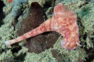Gill: Three-lobed T-Bar Nudibranch