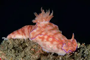 Gill: Three-lobed T-Bar Nudibranch