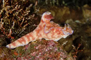 Slug: Three-lobed T-Bar Nudibranch - Pyramids dive site