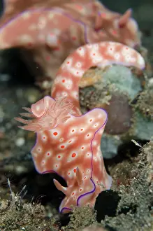 Ceratosoma: Three-lobed T-Bar Nudibranchs pair